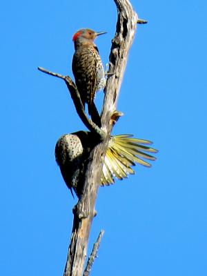 Northern Flickers like to gather in groups on the floodplain marshes
