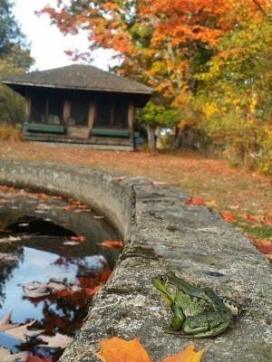 A frog sits at the edge of the water in the gardens at The Rocks.