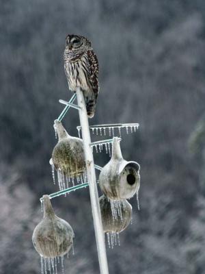 Owl sits at the top of ice covered tree