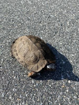 intricate sculpted shell of a wood turtle against asphalt background