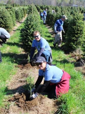 A volunteer helps plant a sapling at The Rocks Christmas tree farm.