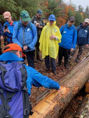 Forester Steve Junkin points out larval galleries left by emerald ash borer beetle larvae on an ash log