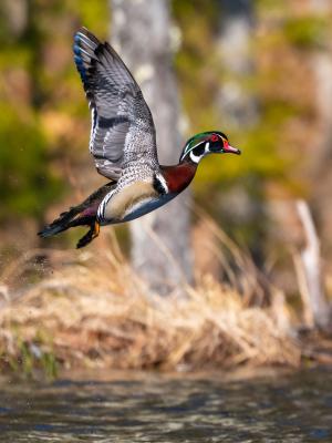 A wood duck captured as it takes off in flight from the water.