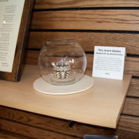 A tiny acorn basket under a glass display at The Rocks.