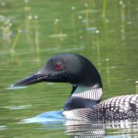 Common Loon photo by Jim Moul
