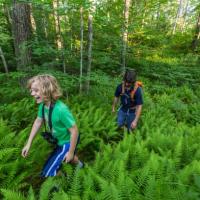 A young boy hikes through a field of ferns with his father behind him.