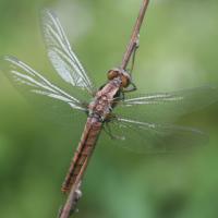 Dragonfly or odonata by Andy Deegan