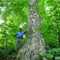 Giant old yellow birch northern forests of New Hampshire