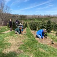 Volunteers plant Canaan fir seedlings by hand.