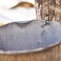 Maple sugaring metal bucket