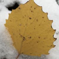 Bright yellow big tooth aspen leaf rests against the snow