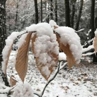 Papery light brown beech leaves covered in snow