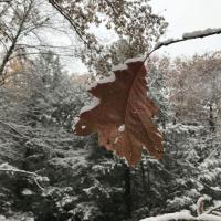 Copper colored red oak leaf hangs suspended while snow covered