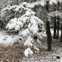 Snow-covered hemlock bough bends downward