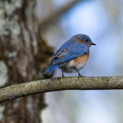 Male eastern bluebird perched