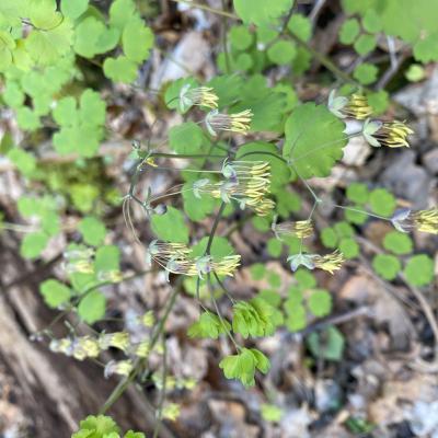 Early Meadow Rue blooms on the forest floor.