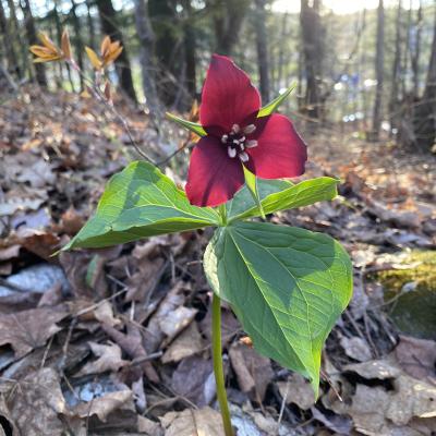 Red trillium blooms in the forest.