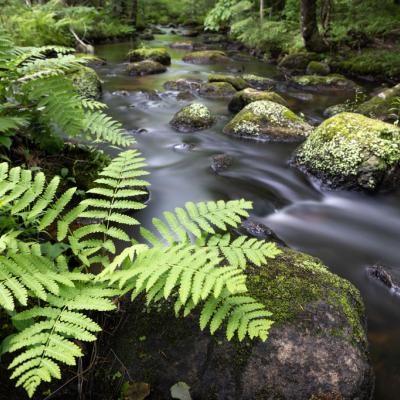 A stream flows through Jennings Forest in spring.