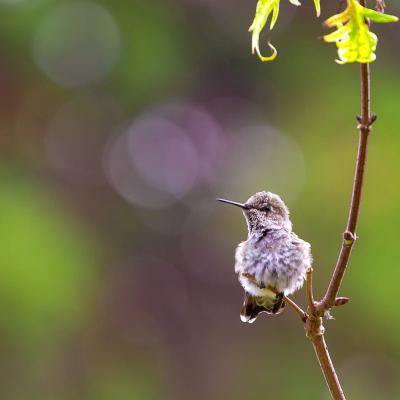 A baby hummingbird in spring.