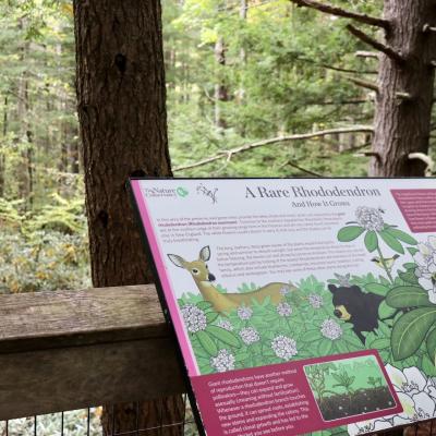 A display panel on the trail about the rhododendron.
