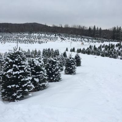 Snow covered christmas trees at The Rocks Christmas tree farm in Bethlehem, NH