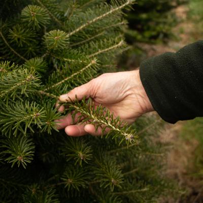 A hand touching a branch of a Korean fir tree