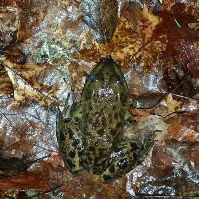 Bull Frog and Spring Peeper