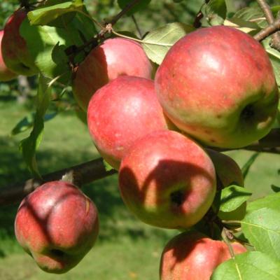Red ripening McIntosh apples clustered on a branch