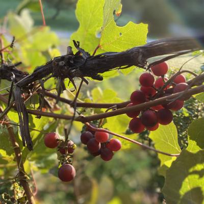 Concord grapes ripen on vines