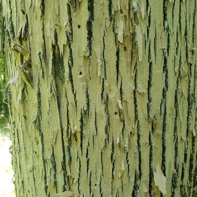 A close up of "ash blonding" on a tree infested with borers.