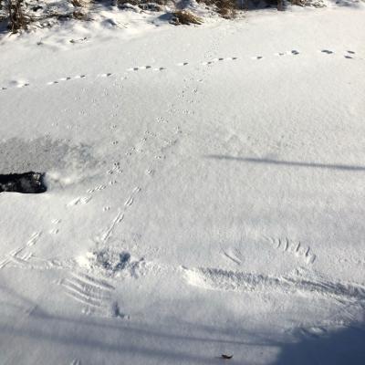 Weasel tracks featuring a raptor wing touchdown and bobcat tracks (background) on a popular frozen stream crossing.