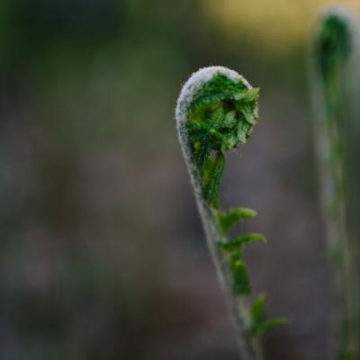 All ferns begin the growing season as fiddleheads, but the only one species – the ostrich fern (not shown here) is the edible variety treasured by some New Englanders.