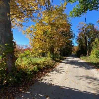 Yellow maple foliage along a scenic back road under blue sky