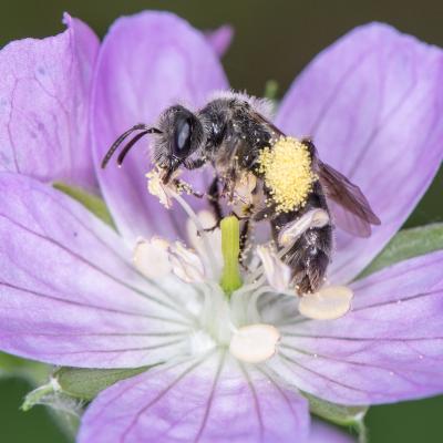 A bee (Andrena distans) on cranesbill flower.