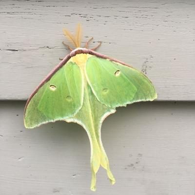 Lime green wings of the Luna Moth