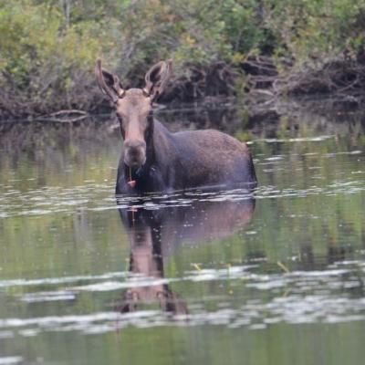 A young bull moose with antlers barely visible in front of its erect ears and water lilly stem trailing from its mouth