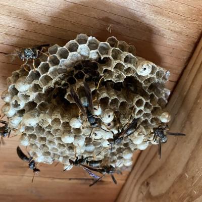 Paper wasps fly above their open-celled, flattish nest.