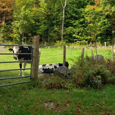 Cows in a field grazing