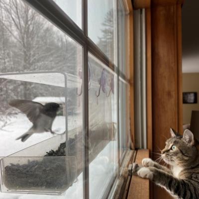 Cat at window-mounted sunflower feeder watching birds outside