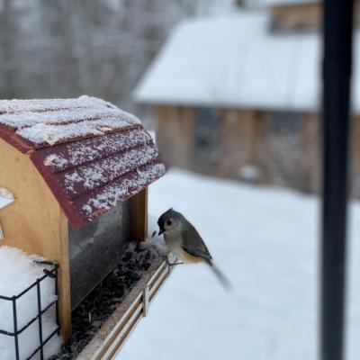 A grau tufted titmouse perched on a brown and red-roofed barn replica tray-style sunflower seed feeder