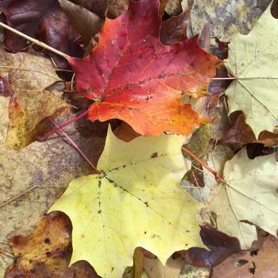 fallen sugar maple leaves on forest floor. Photo Carrie Deegan