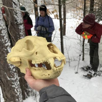 Bear skull in hand. Fells Tracking workshop 2-15-19. Photo DA