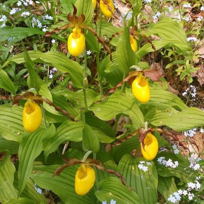 Yellow lady slippers were planted at The Rocks by the original owners, the Glessner family.