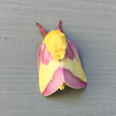 Pink and yellow colors - like sherbet of the furry, fuzzy bodied Rosy Maple Moth