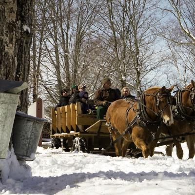 A horse-drawn wagon takes visitors past sugar maple trees with metal buckets gathering sap.