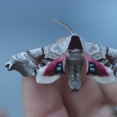 Darker colored Twin Spotted Sphinx Moth