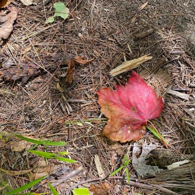 A leaf is changing to red on a ground covered in pine needles.
