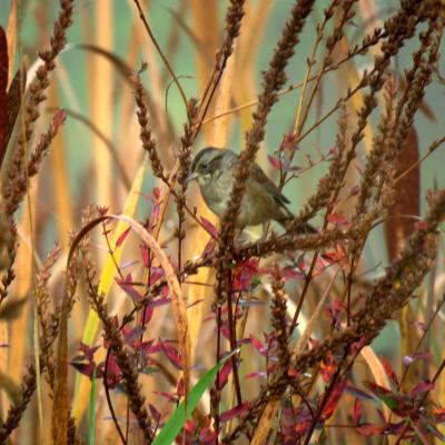 A juvenile streaked breast white-throated sparrow perches among cat-tail reeds and dried flowers of wetland purple loosestrife