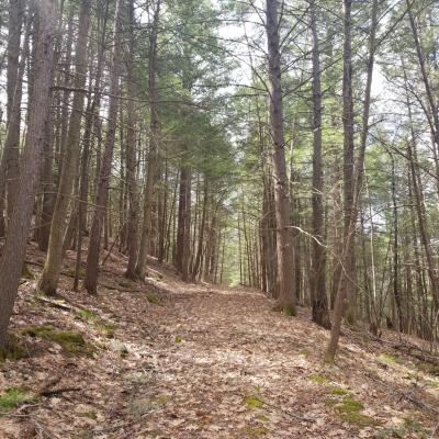 A path through the woods at Yatsevitch Forest. 