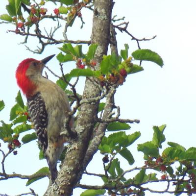 Red-bellied woodpecker feeding on red mulberry fruits
